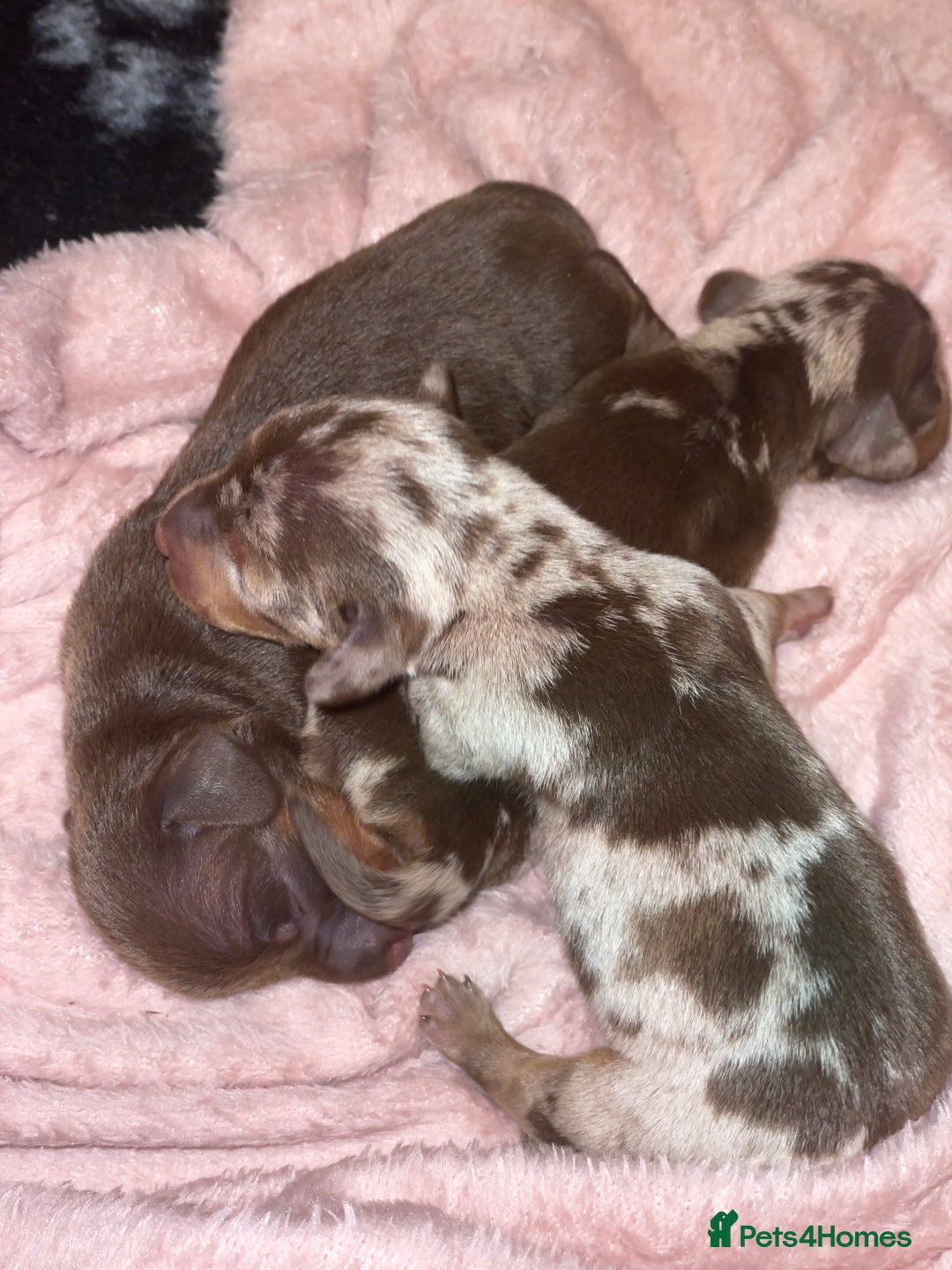 Miniature Dachshund dogs for stud: Stud Lilac Miniature Dachshund carrying cream. - Advert 7