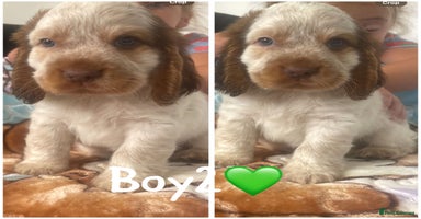 Cocker Spaniel dogs - Advert 5