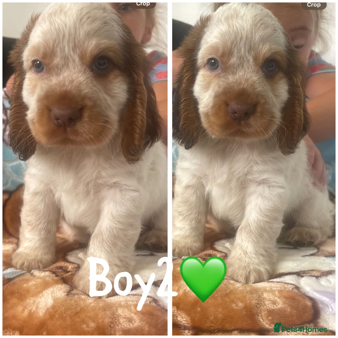 Cocker Spaniel dogs for sale: Show cocker spaniels Chocolate tan and white - Image 3