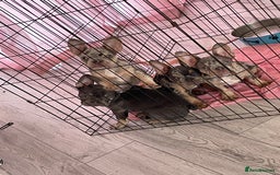 French Bulldog dogs for sale: Kc registered 12 week old French. Bulldogs  - Image 26