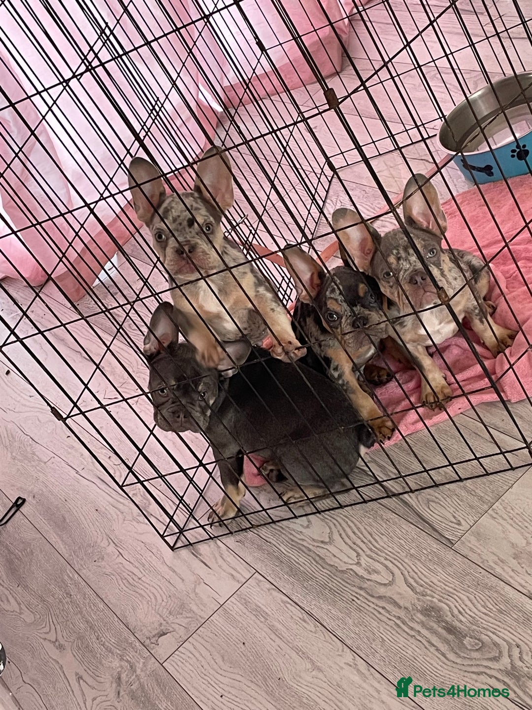 French Bulldog dogs for sale: Kc registered 12 week old French. Bulldogs  - Image 26