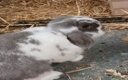 Dwarf Lop rabbits for sale: Male dwarf lop seeking new home - Image 2
