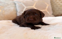 Labradoodle dogs for sale: ** RARE SILVER , CHOC & EBONY F1 LABRADOODLE PUPS  - Image 4