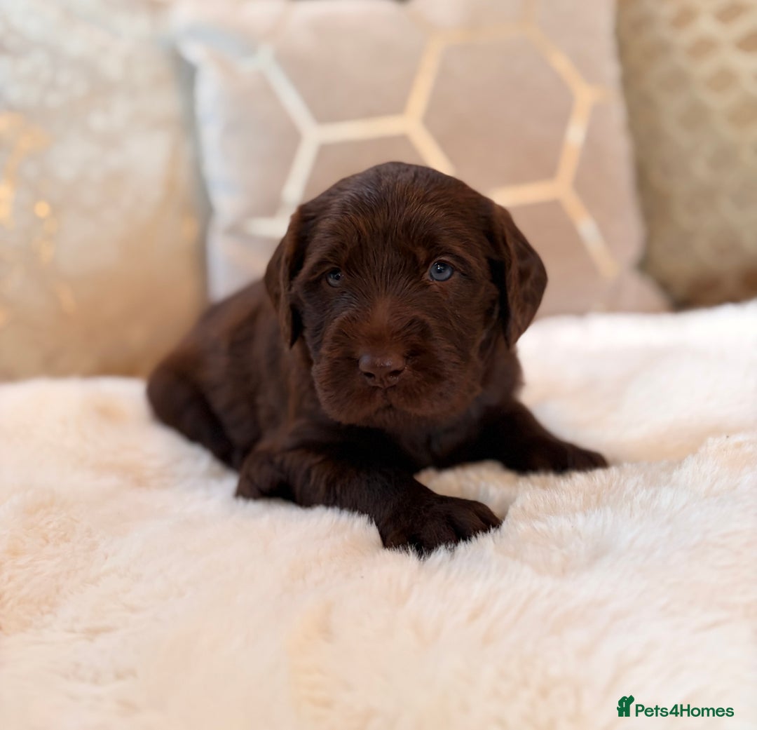 Labradoodle dogs for sale: ** RARE SILVER , CHOC & EBONY F1 LABRADOODLE PUPS  - Image 4