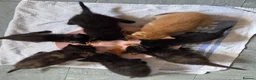 Mixed Breed cats for sale: Beautiful Fluffy Kittens Looking for Forever homes - Advert 5