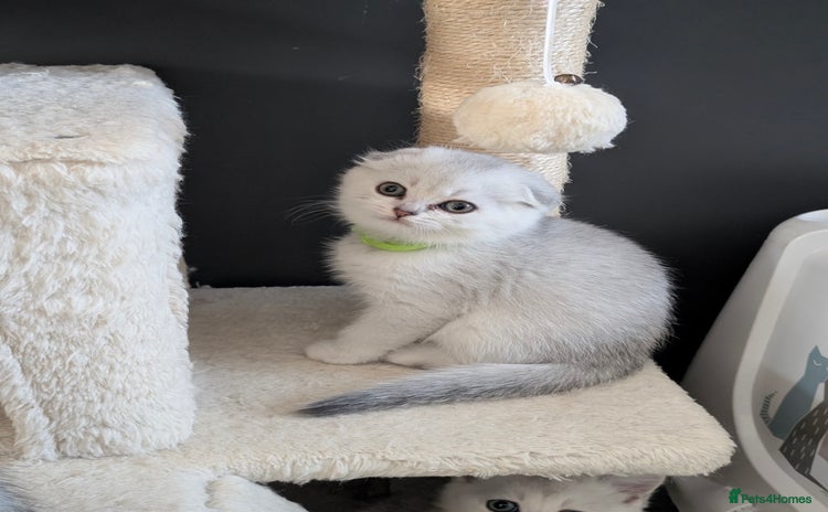 Scottish Fold cats 🥰 Scottish fold kitties for loving homes 💗 - Advert 12