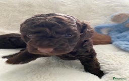Cockapoo dogs for sale: Adorable cockapoo puppy’s  - Image 8