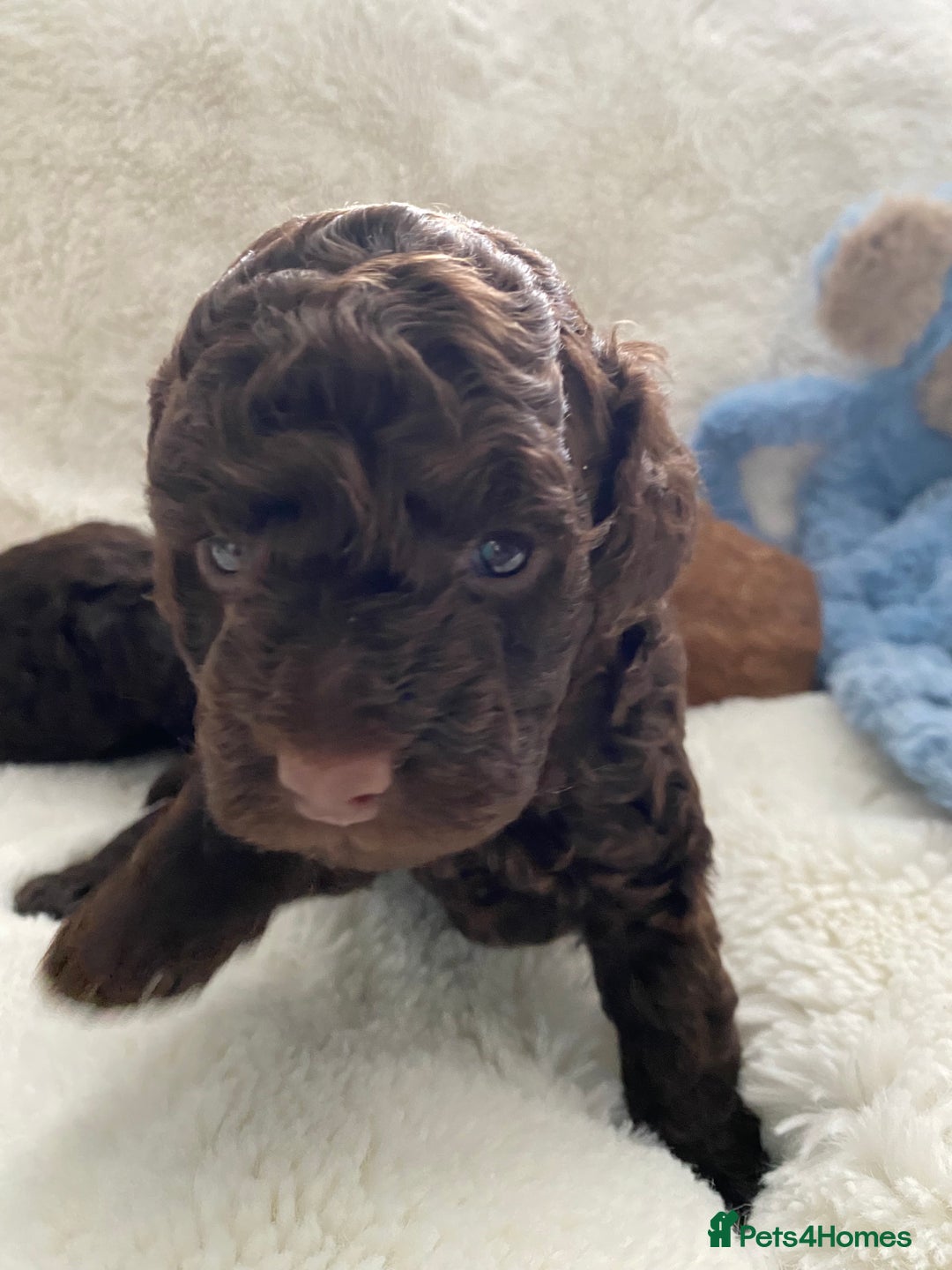 Cockapoo dogs for sale: Adorable cockapoo puppy’s  - Image 8