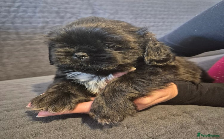 Shih Tzu dogs - Advert 4