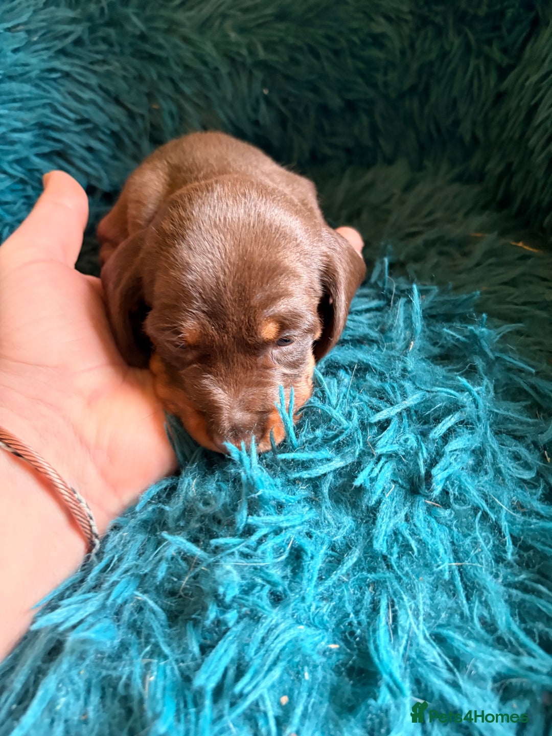 Dachshund dogs for sale: Miniature Smooth Haired Dachshunds  - Advert 4