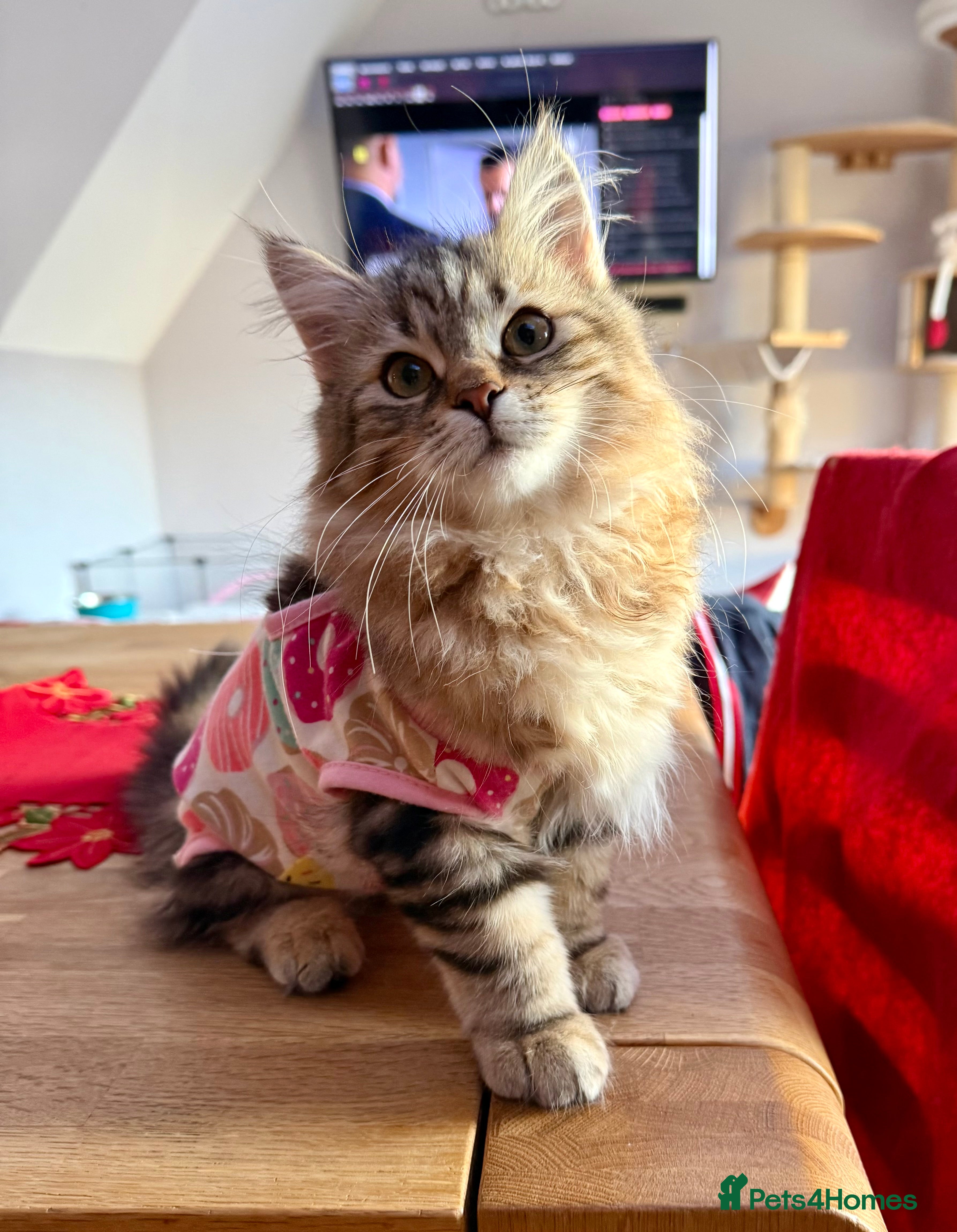 Siberian cats Fluffy Siberian Kittens Ready for loving homes🥰 - Advert 3