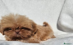 Shih Tzu dogs for sale: Ready now looking for their forever homes  - Image 14