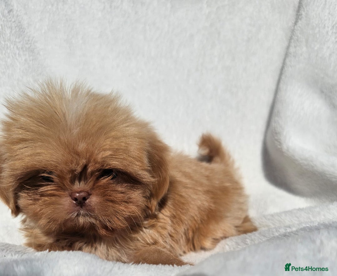 Shih Tzu dogs for sale: Ready now looking for their forever homes  - Image 14