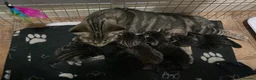 British Shorthair cats for sale: BSH kittens - Advert 4