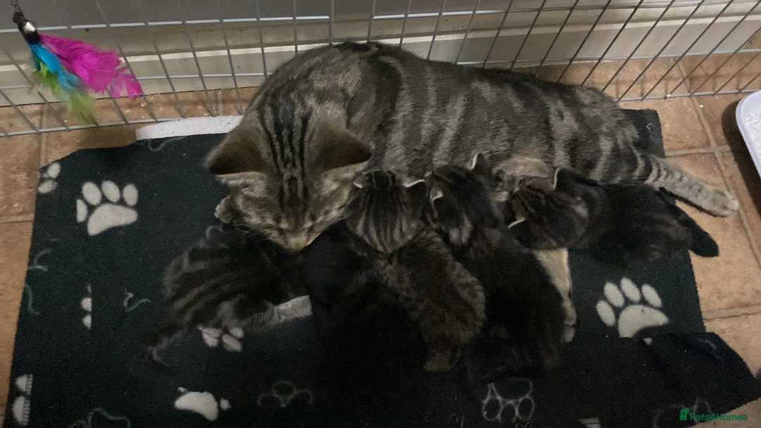 British Shorthair cats for sale: BSH kittens - Advert 4