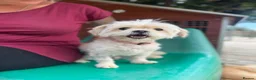 Mixed Breed dogs for adoption: Tinnie Winnie Valentina - Advert 2