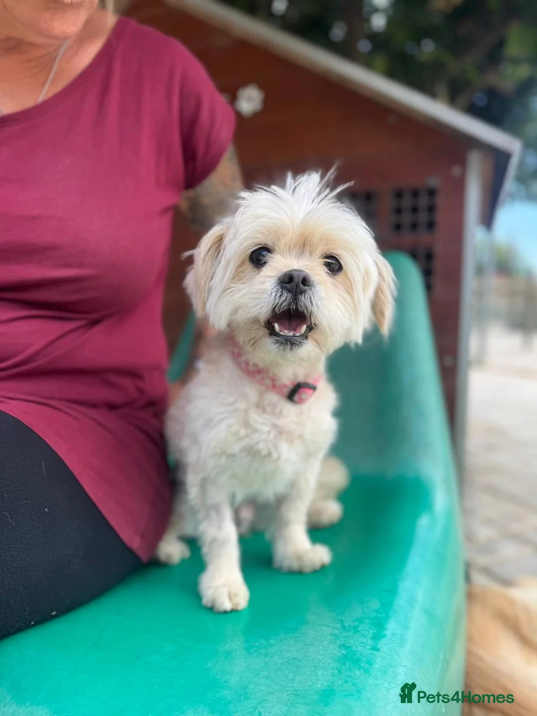 Mixed Breed dogs for adoption: Tinnie Winnie Valentina - Advert 2