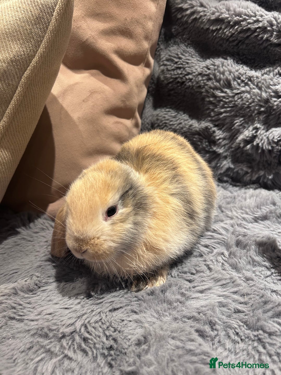 French Lop rabbits for sale: Pure bred French lop bunnies - Image 14