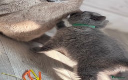 British Shorthair cats for sale: Chunky BSH Kittens - Image 5