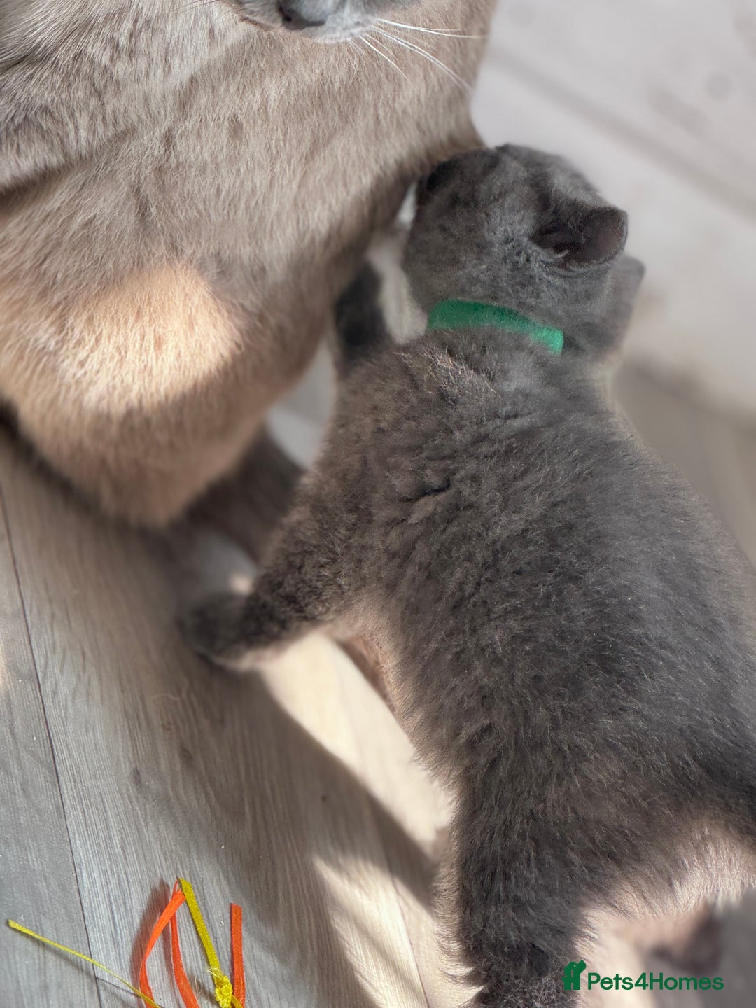 British Shorthair cats for sale: Chunky BSH Kittens - Image 5