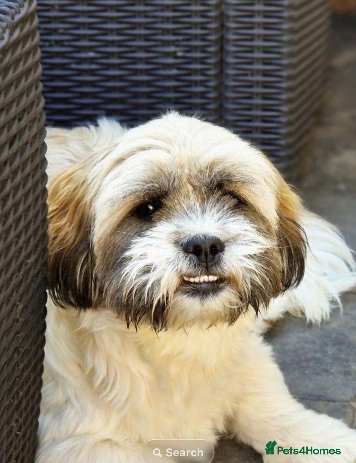 Mixed Breed dogs Loving 4yr old looking for a new home  - Advert 2