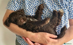 Schnoodle dogs for sale: F1 mega coated mini cross Schnoodles - Image 22