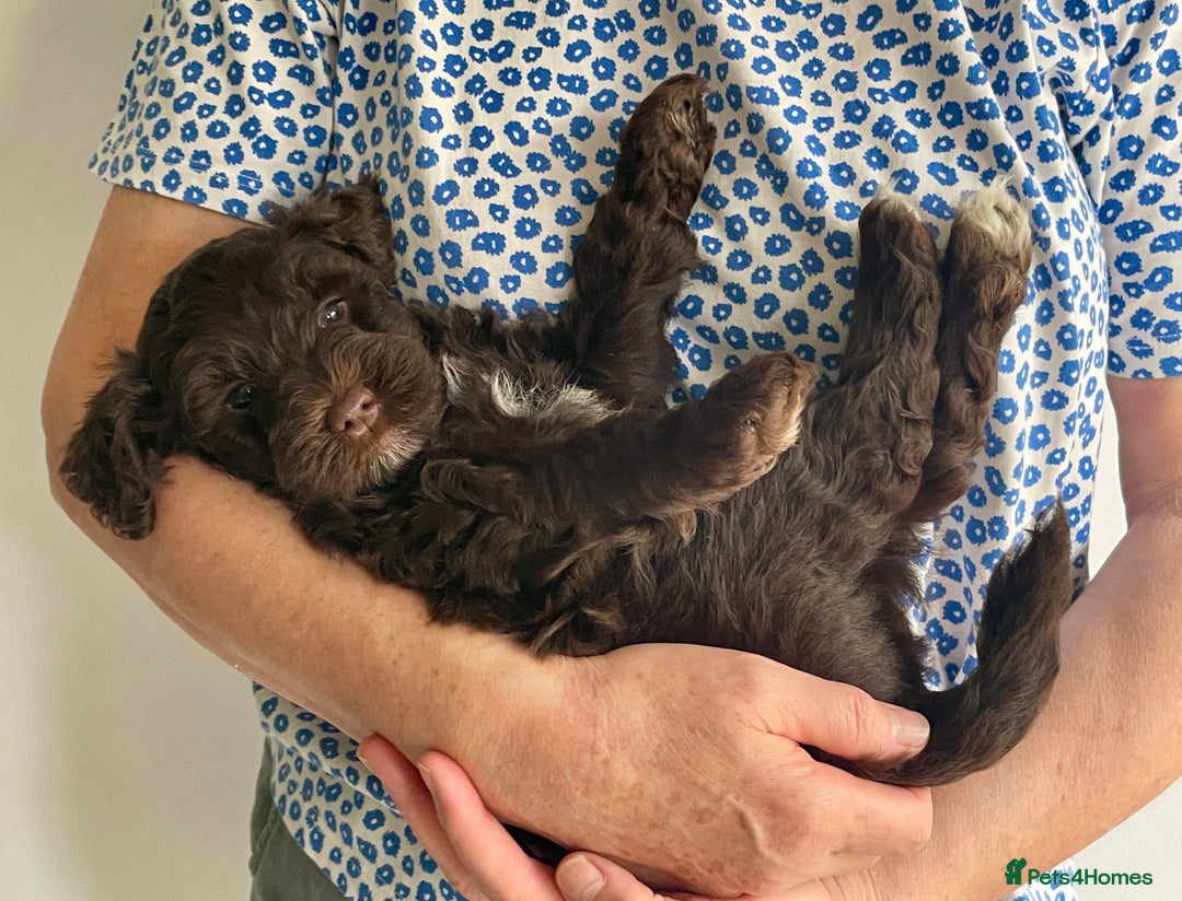 Schnoodle dogs for sale: F1 mega coated mini cross Schnoodles - Image 22