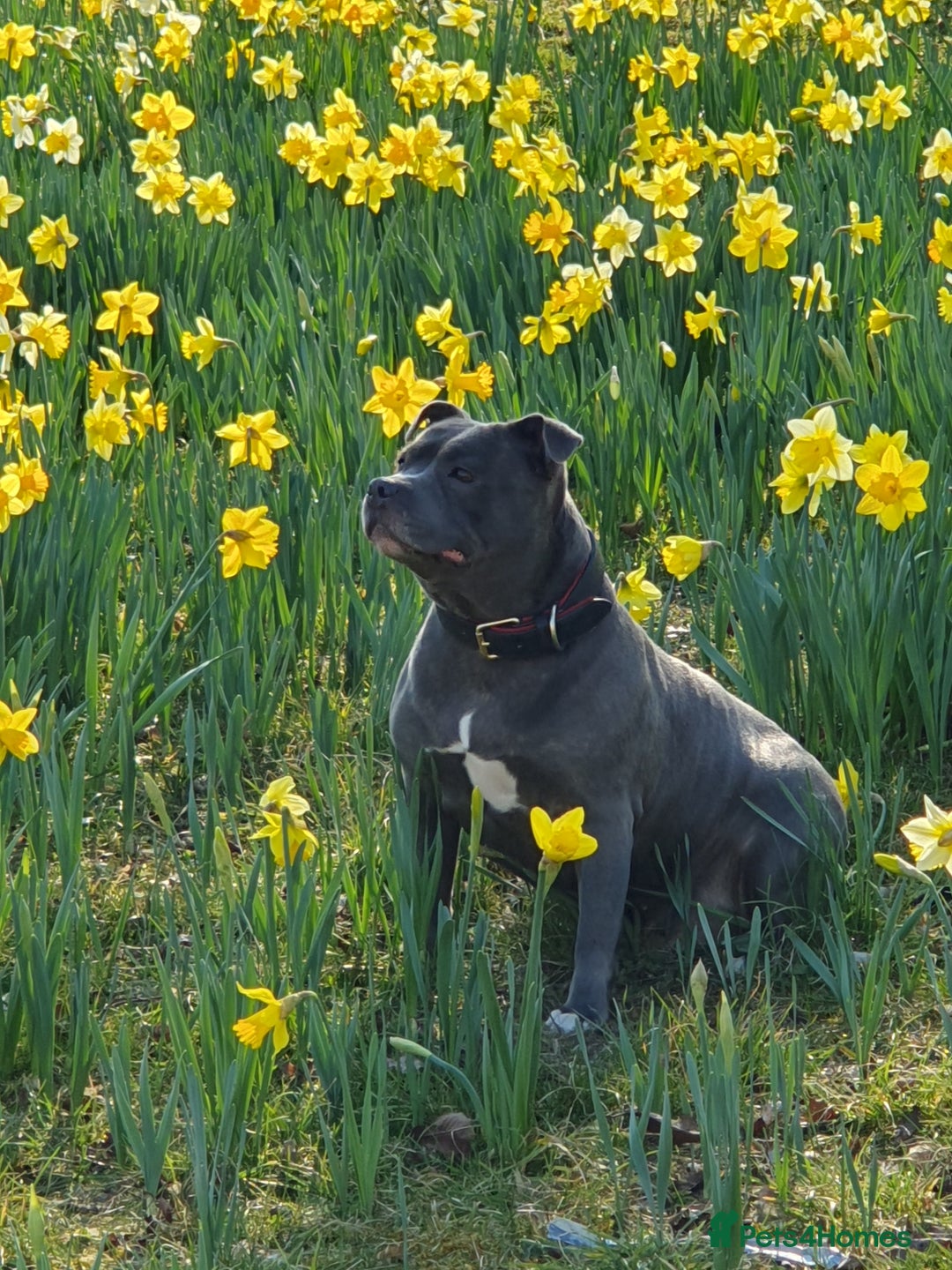 Staffordshire Bull Terrier dogs for sale: Twin large blue staffy boys - Image 2