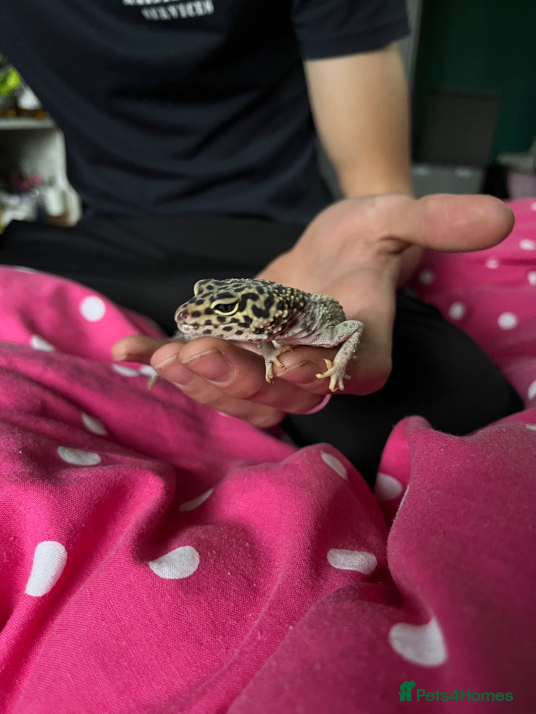 Gecko reptiles for sale: 2 leopard geckos  - Advert 8