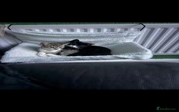 British Shorthair cats for sale: 2 male kittens available  - Advert 2