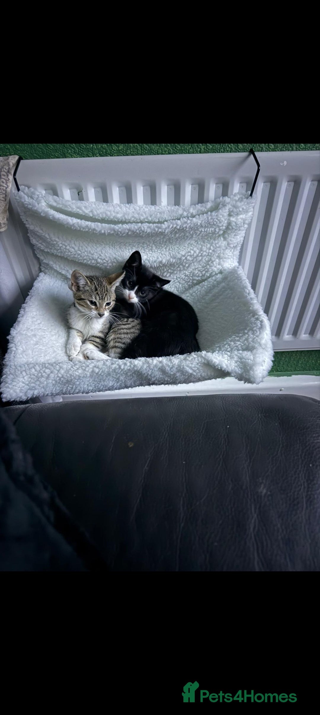 British Shorthair cats for sale: 2 male kittens available  - Advert 2