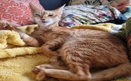 Mixed Breed cats for adoption: ARTHUR -6 M KITTEN CHEEKY MONKEY HIGH ENERGY  - Image 7
