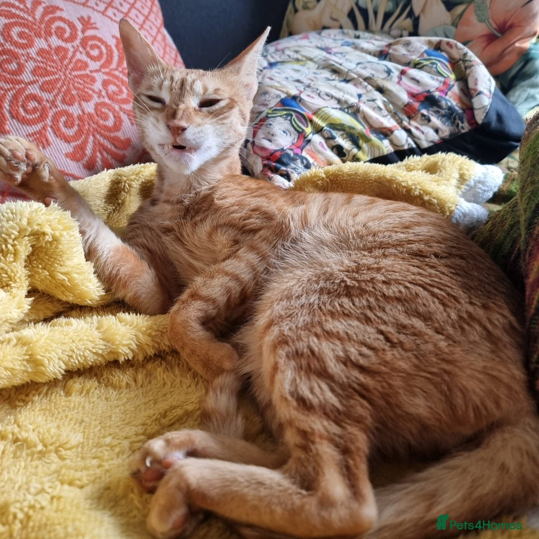 Mixed Breed cats for adoption: ARTHUR -6 M KITTEN CHEEKY MONKEY HIGH ENERGY  - Image 7