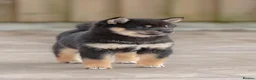 Japanese Shiba Inu dogs for sale: Beautiful Shiba Inu puppies  - Advert 14