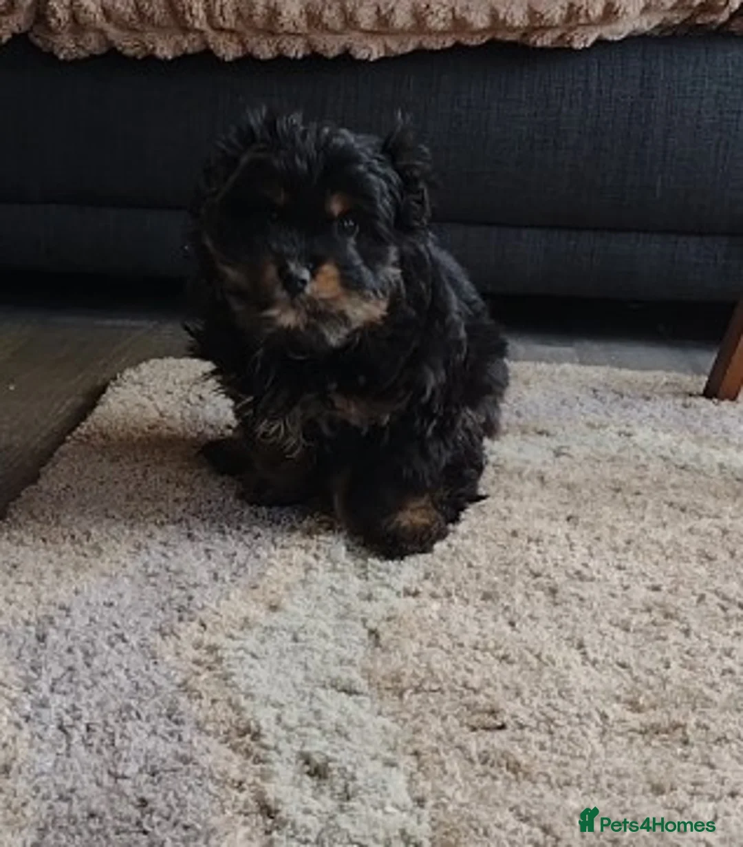 Mixed Breed dogs for sale: Cairn terrier - Advert 2