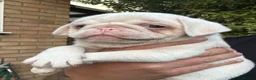 Pug dogs for sale: Prestige Pink Pug Puppies KC reg. Ready to leave - Advert 25