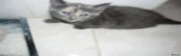 Mixed Breed cats for sale: 5 BEAUTIFUL KITTENS FOR SALE - Advert 10