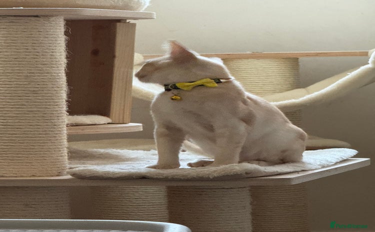 Burmese cats - Advert 1