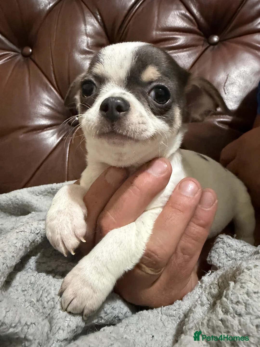 Chihuahua dogs for sale: Chihuahua pups - Advert 1