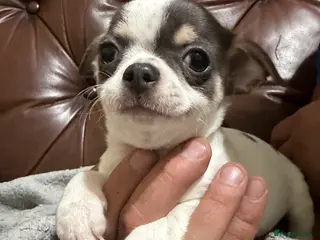 Chihuahua dogs Chihuahua pups - Advert 12