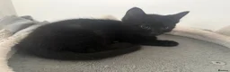 Mixed Breed cats for sale: Black male kitten looking for forever home! - Advert 4