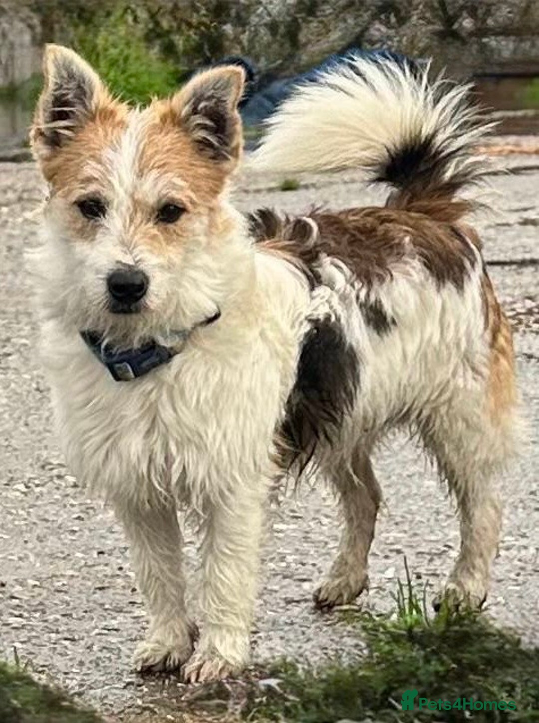 Jack Russell dogs for sale: Jack Russell Puppies… - Advert 31