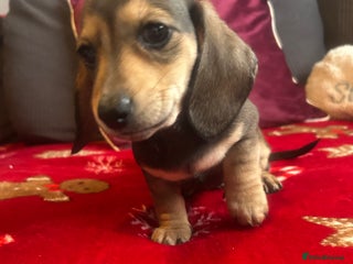 Miniature Dachshund dogs Miniature dachshund puppy’s ready to leave - Advert 2