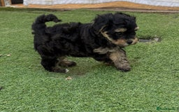 Maltipoo dogs for sale: Tiny maltipoo puppies  - Image 7