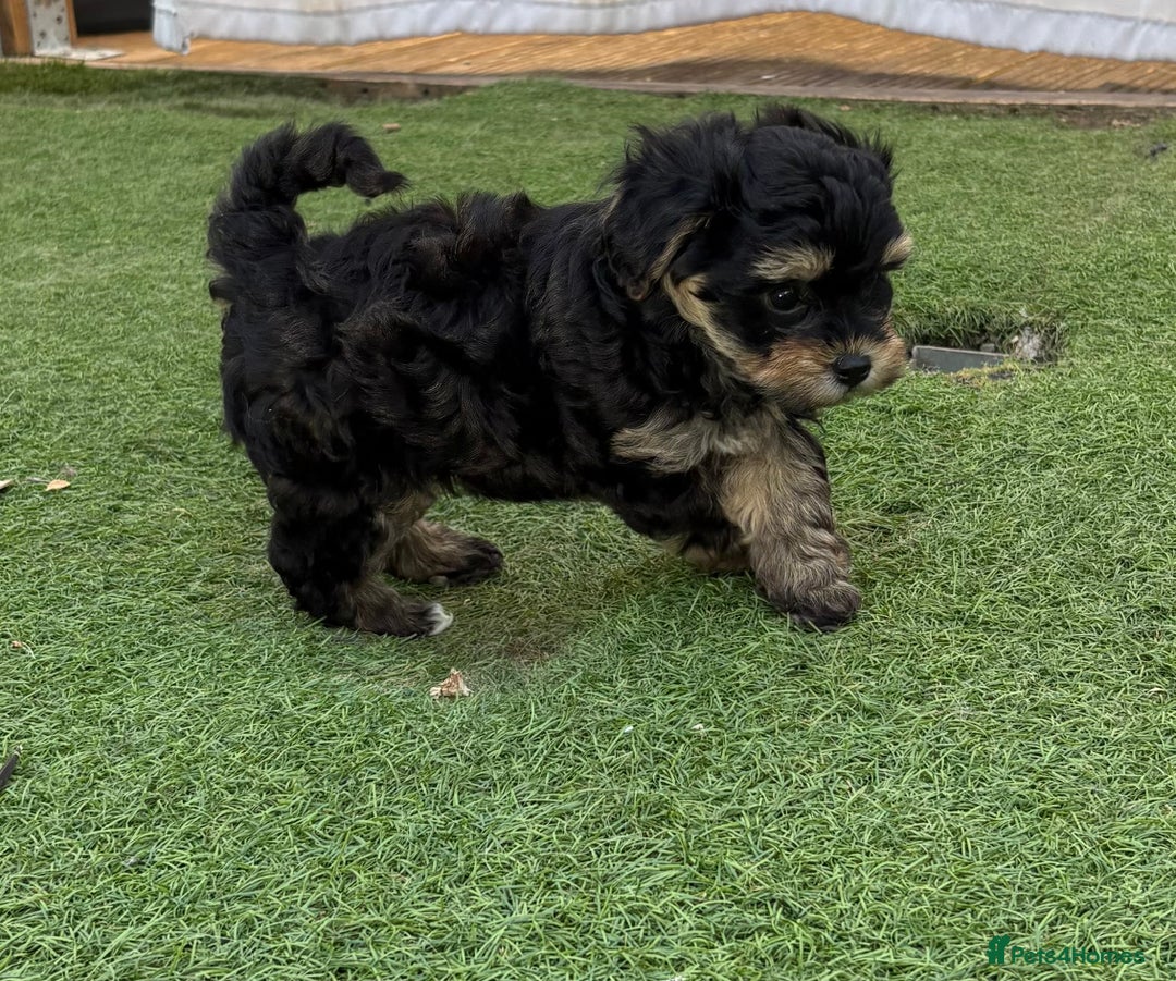 Maltipoo dogs for sale: Tiny maltipoo puppies  - Image 7