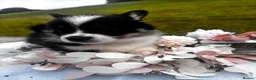 Welsh Corgi Pembroke dogs for sale: Stunning champion breed Tri Corgi Puppies  - Advert 19