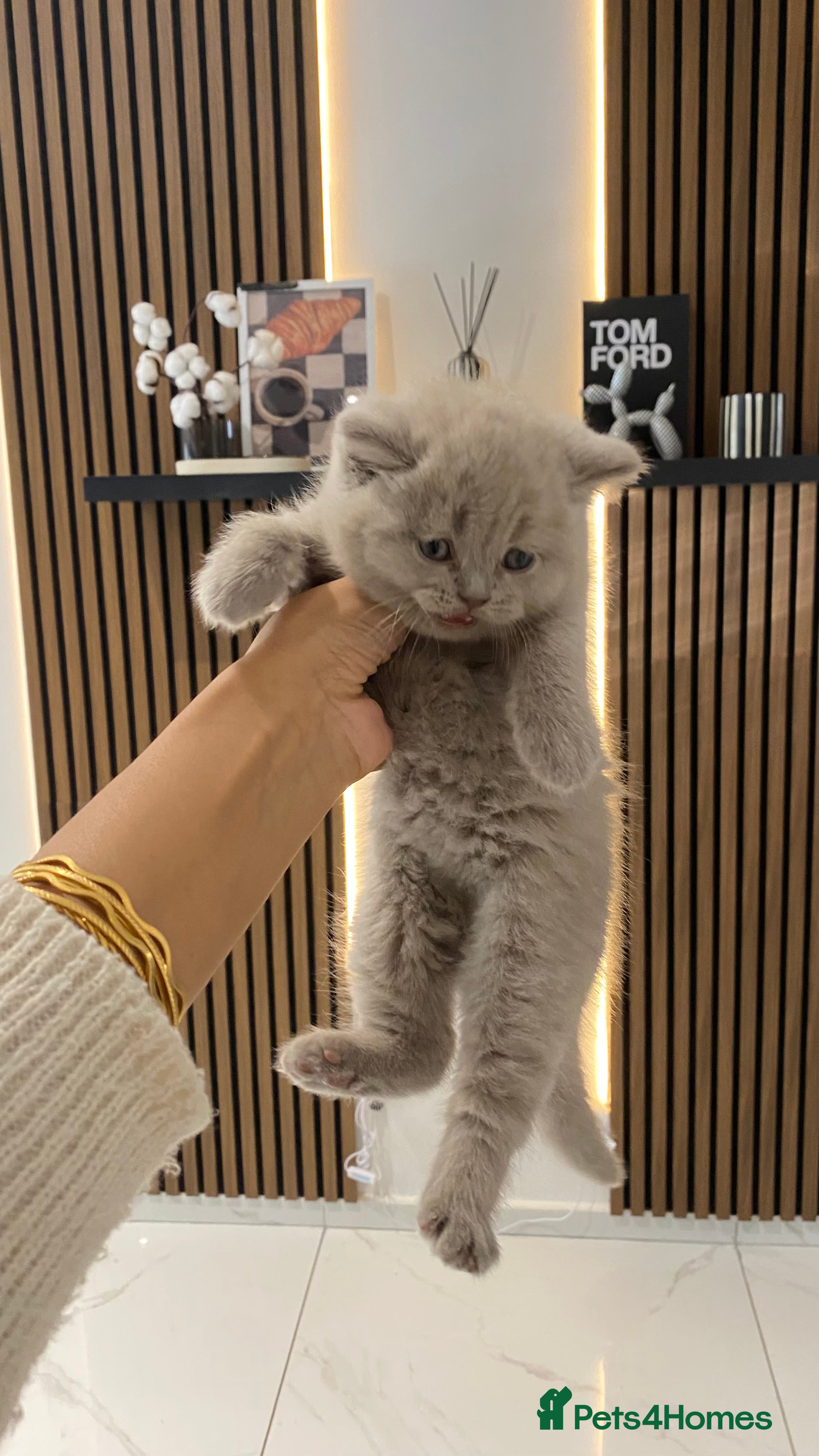 British Shorthair cats 🐱🥇LAST Gorgeous Full Ped BSH Kitten champLine🩸 - Advert 2
