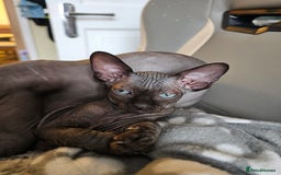 Sphynx cats for sale: Mixed selection Sphynx kittens. - Image 12