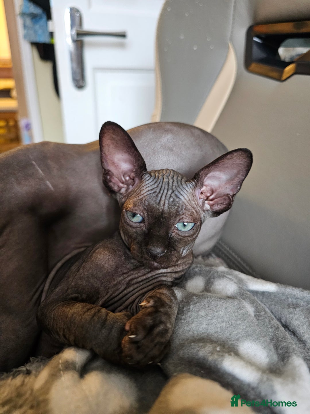Sphynx cats for sale: Mixed selection Sphynx kittens. - Image 12