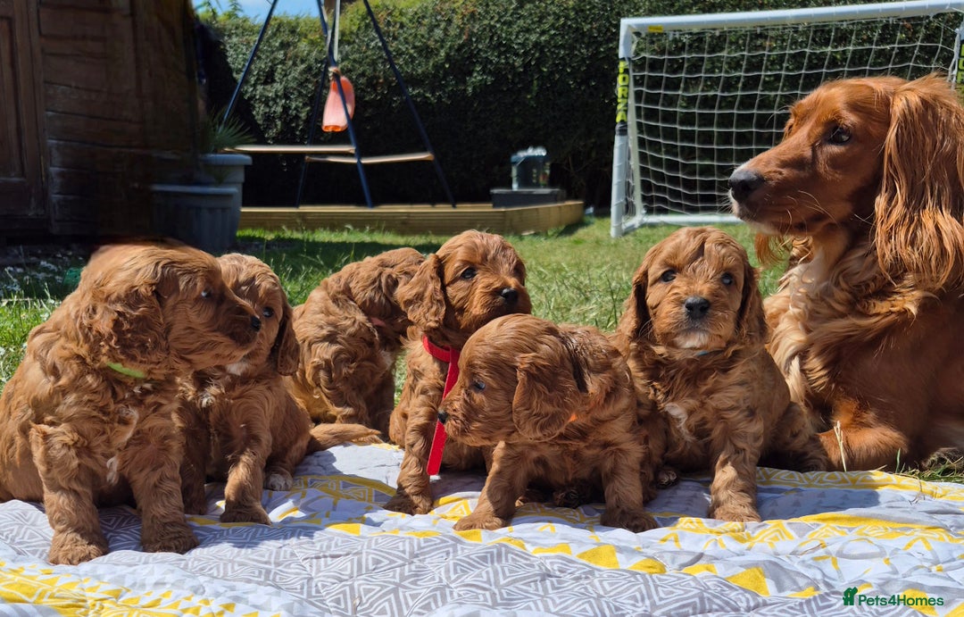 Cockapoo dogs for sale: Beautiful Red Cockapoos  in Bridgwater - Image 1